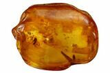 Fossil Spiders, an Ant and a Fly in Baltic Amber #170032-1